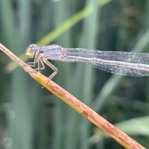 Ischnura heterosticta at Dickson, ACT - 21 Jan 2023 05:38 PM