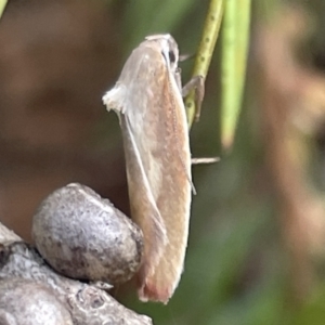 Ptyoptila matutinella at Dickson, ACT - 21 Jan 2023 05:21 PM