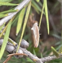 Ptyoptila matutinella at Dickson, ACT - 21 Jan 2023 05:21 PM