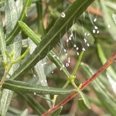 Chrysopidae (family) (Unidentified Green lacewing) at Dickson Wetland - 21 Jan 2023 by Hejor1