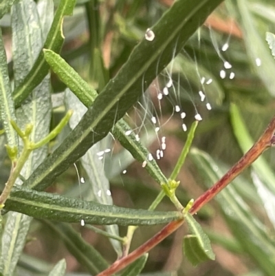 Chrysopidae (family) (Unidentified Green lacewing) at Dickson Wetland - 21 Jan 2023 by Hejor1