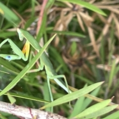 Orthodera ministralis (Green Mantid) at Dickson, ACT - 21 Jan 2023 by Hejor1