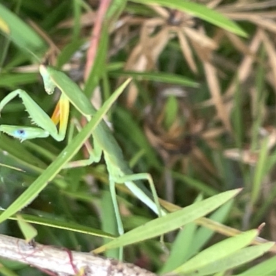 Orthodera ministralis (Green Mantid) at Dickson Wetland Corridor - 21 Jan 2023 by Hejor1