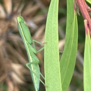 Orthodera ministralis at Dickson, ACT - 21 Jan 2023 06:19 PM