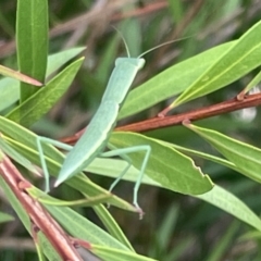 Orthodera ministralis at Dickson, ACT - 21 Jan 2023 06:19 PM