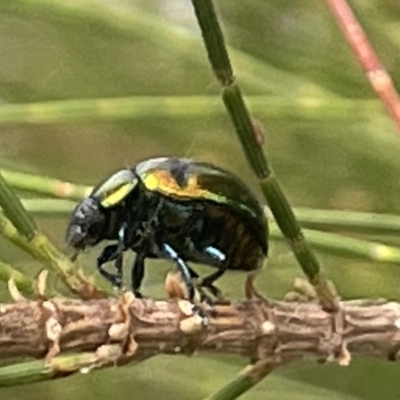 Callidemum hypochalceum (Hop-bush leaf beetle) at Dickson, ACT - 21 Jan 2023 by Hejor1