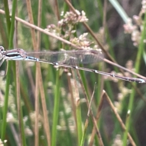 Austrolestes analis at Dickson, ACT - 21 Jan 2023 06:31 PM