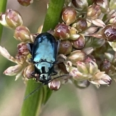 Arsipoda chrysis (Flea beetle) at Dickson to Lyneham Wetlands Corridor - 21 Jan 2023 by Hejor1
