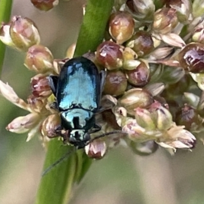 Arsipoda chrysis (Flea beetle) at Dickson, ACT - 21 Jan 2023 by Hejor1