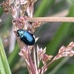 Arsipoda chrysis at Dickson, ACT - 21 Jan 2023 06:22 PM