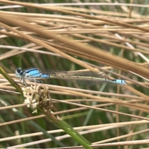 Ischnura heterosticta at Dickson, ACT - 21 Jan 2023