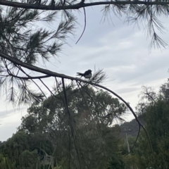 Rhipidura leucophrys (Willie Wagtail) at Dickson Wetland Corridor - 21 Jan 2023 by Hejor1