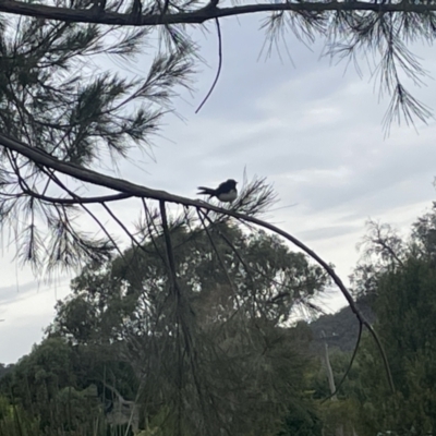 Rhipidura leucophrys (Willie Wagtail) at Dickson Wetland Corridor - 21 Jan 2023 by Hejor1