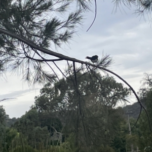 Rhipidura leucophrys at Dickson, ACT - 21 Jan 2023