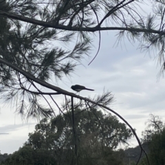 Rhipidura leucophrys at Dickson, ACT - 21 Jan 2023