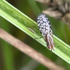 Sapromyza mallochiana (A lauxaniid fly) at Dickson Wetland Corridor - 21 Jan 2023 by Hejor1