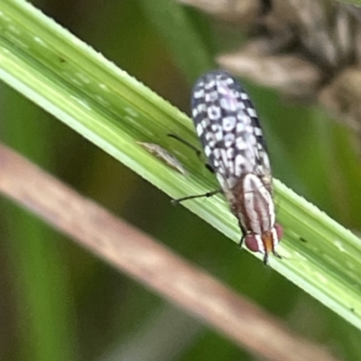 Sapromyza mallochiana (A lauxaniid fly) at Dickson, ACT - 21 Jan 2023 by Hejor1