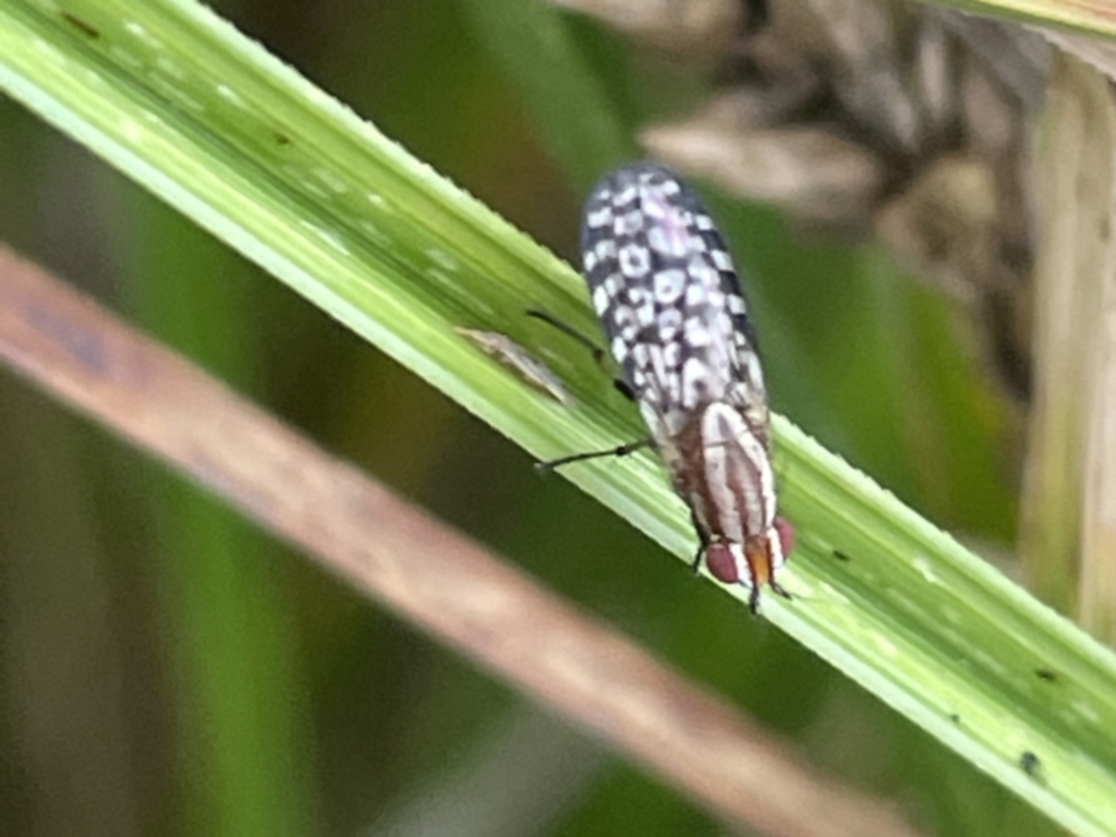 Sapromyza mallochiana at Dickson, ACT - 21 Jan 2023