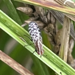 Sapromyza mallochiana at Dickson, ACT - 21 Jan 2023 07:10 PM