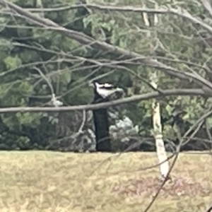 Grallina cyanoleuca at Dickson, ACT - 21 Jan 2023