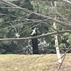 Grallina cyanoleuca at Dickson, ACT - 21 Jan 2023