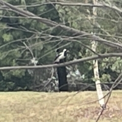 Grallina cyanoleuca at Dickson, ACT - 21 Jan 2023