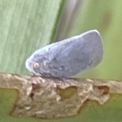 Anzora unicolor (Grey Planthopper) at Dickson Wetland - 21 Jan 2023 by Hejor1