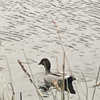 Chenonetta jubata (Australian Wood Duck) at Dickson Wetland Corridor - 21 Jan 2023 by Hejor1