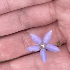 Wahlenbergia capillaris (Tufted Bluebell) at Lake Burley Griffin West - 22 Jan 2023 by Hejor1