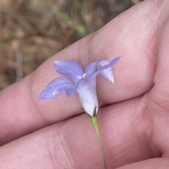 Wahlenbergia capillaris at Yarralumla, ACT - 22 Jan 2023 03:17 PM