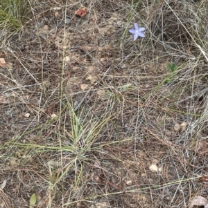 Wahlenbergia capillaris at Yarralumla, ACT - 22 Jan 2023