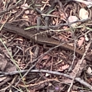 Saproscincus mustelinus at Yarralumla, ACT - 22 Jan 2023