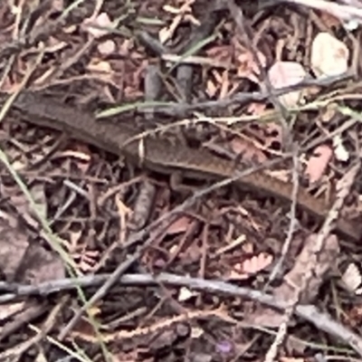 Saproscincus mustelinus (Weasel Skink) at Lake Burley Griffin West - 22 Jan 2023 by Hejor1