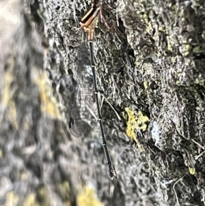 Nososticta solida at Yarralumla, ACT - 22 Jan 2023