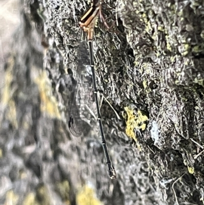 Nososticta solida (Orange Threadtail) at Yarralumla, ACT - 22 Jan 2023 by Hejor1