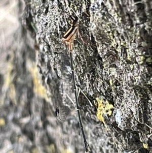 Nososticta solida at Yarralumla, ACT - 22 Jan 2023