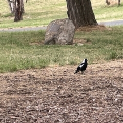 Gymnorhina tibicen (Australian Magpie) at Yarralumla, ACT - 22 Jan 2023 by Hejor1