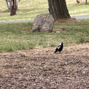 Gymnorhina tibicen at Yarralumla, ACT - 22 Jan 2023 04:07 PM