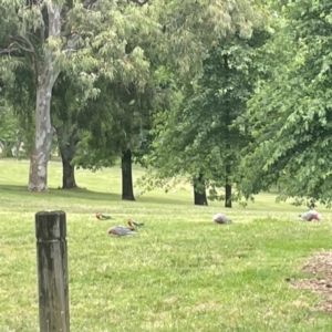 Eolophus roseicapilla at Yarralumla, ACT - 22 Jan 2023 04:08 PM