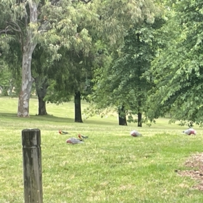 Eolophus roseicapilla (Galah) at Lake Burley Griffin West - 22 Jan 2023 by Hejor1