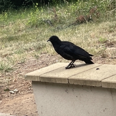 Corcorax melanorhamphos (White-winged Chough) at Yarralumla, ACT - 22 Jan 2023 by Hejor1