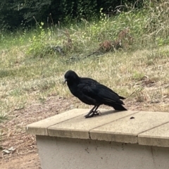 Corcorax melanorhamphos at Yarralumla, ACT - 22 Jan 2023