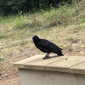 Corcorax melanorhamphos at Yarralumla, ACT - 22 Jan 2023