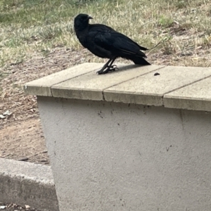 Corcorax melanorhamphos at Yarralumla, ACT - 22 Jan 2023 04:49 PM