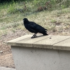 Corcorax melanorhamphos at Yarralumla, ACT - 22 Jan 2023 04:49 PM