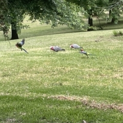 Platycercus eximius at Yarralumla, ACT - 22 Jan 2023