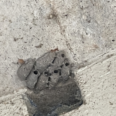 Apocrita (suborder) Nest (Unidentified wasp nest) at Yarralumla, ACT - 22 Jan 2023 by Hejor1