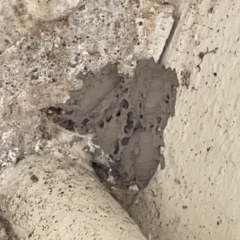 Apocrita (suborder) Nest (Unidentified wasp nest) at Yarralumla, ACT - 22 Jan 2023 by Hejor1