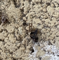 Araneae (order) at Yarralumla, ACT - 22 Jan 2023