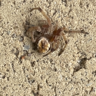 Unidentified Orb-weaving spider (several families) at Yarralumla, ACT - 22 Jan 2023 by Hejor1